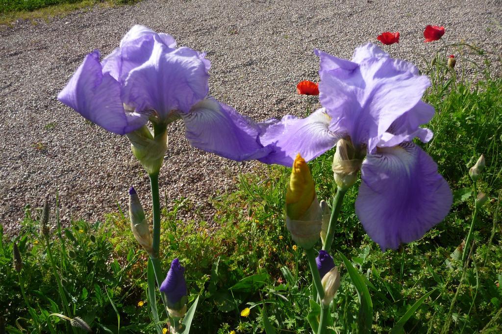 Maison D'Hotes Les Coquelicots ジヴェルニー 部屋 写真