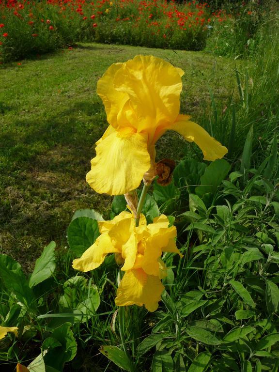 Maison D'Hotes Les Coquelicots ジヴェルニー エクステリア 写真